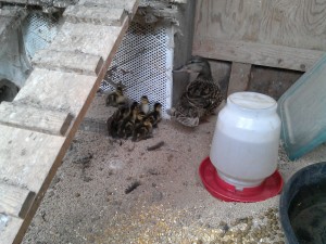 Mallard Duck and Ducklings Herded into Coop