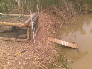 Ramp for Ducklings When Released