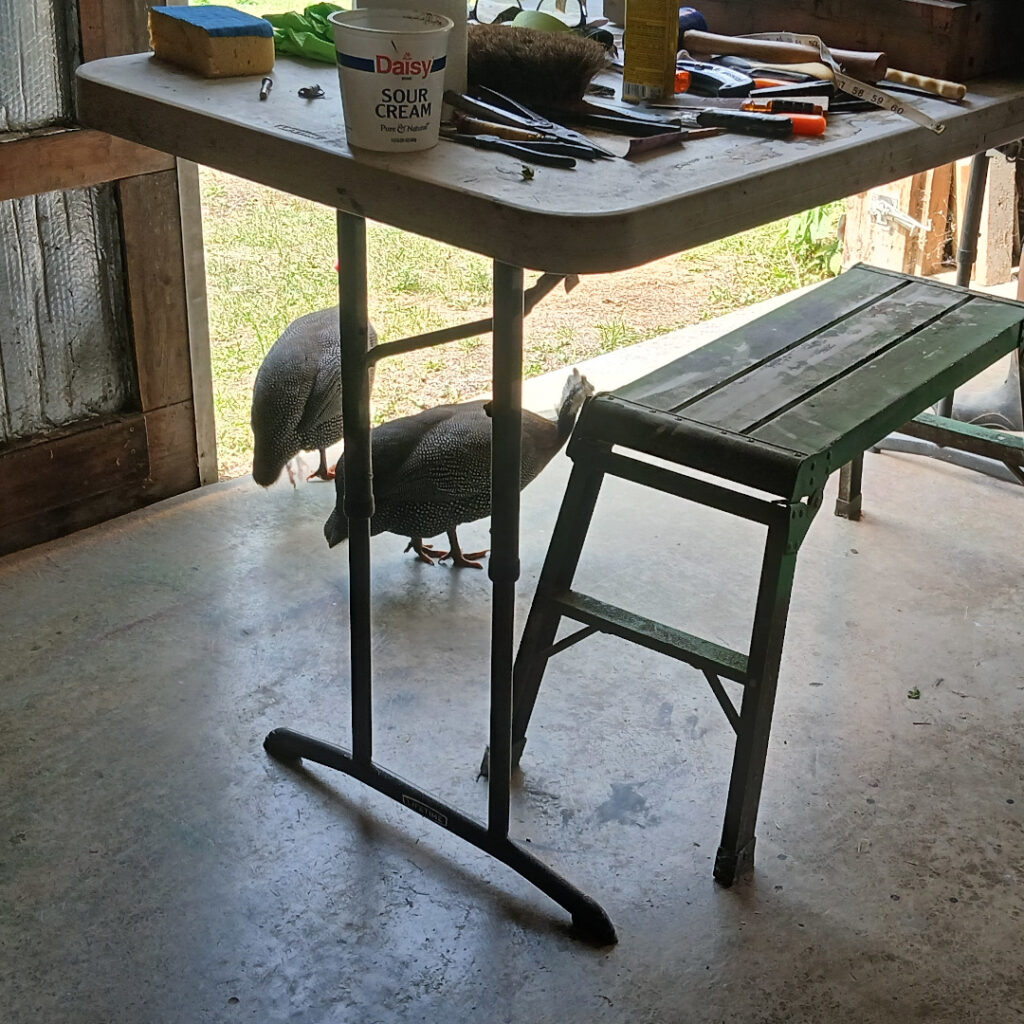 38. Guineas Offering Moral Support