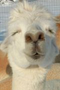 Smiling alpaca
